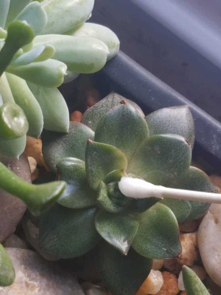 how to treat mealybugs on echeveria.