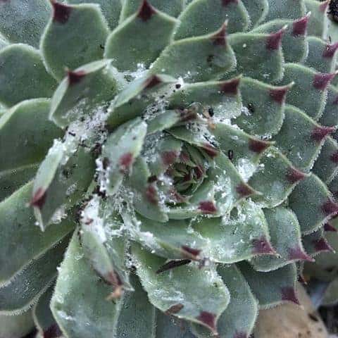 treat mealybugs on ecvheveria