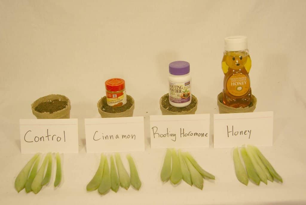 Succulent leaf propagation with different components.
