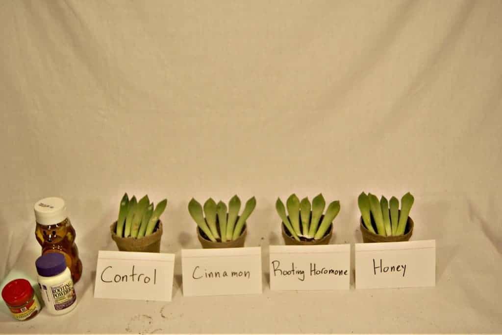 Succulent leaf propagation with different components.

