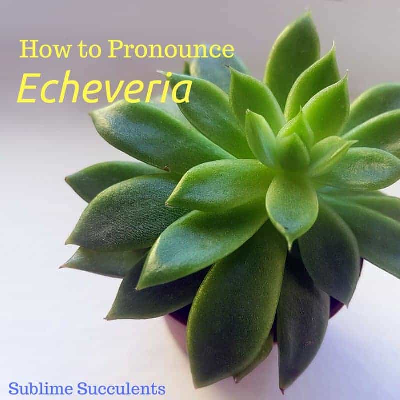 How to Pronounce “Echeveria”
