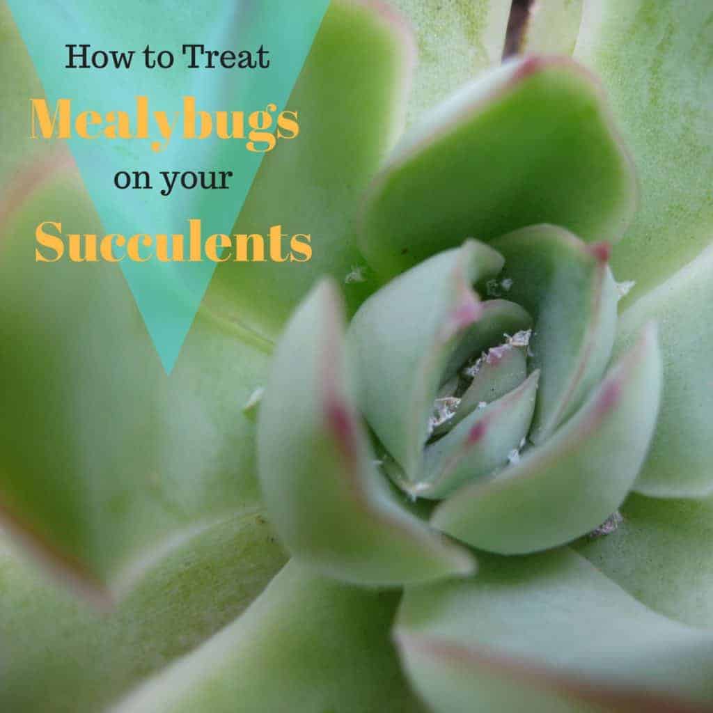 How to Treat Mealybugs on your Succulents