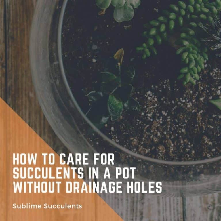 How to Care for Succulents in Pots without Drainage Holes Sublime