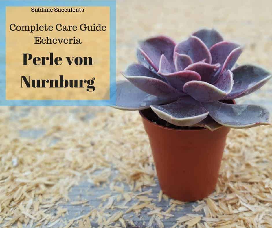 Complete Care Guide for Echeveria “Perle von Nurnburg”