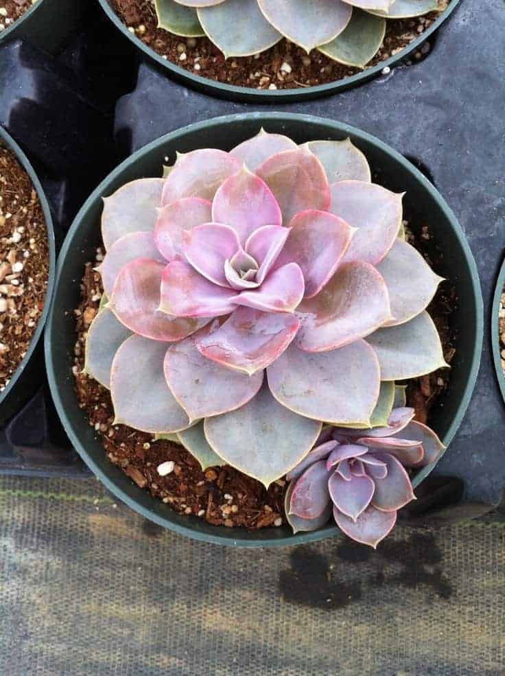 Propagating Echeveria "Perle von Nurnburg"