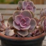 Echeveria perle von nurnburg close.-up.