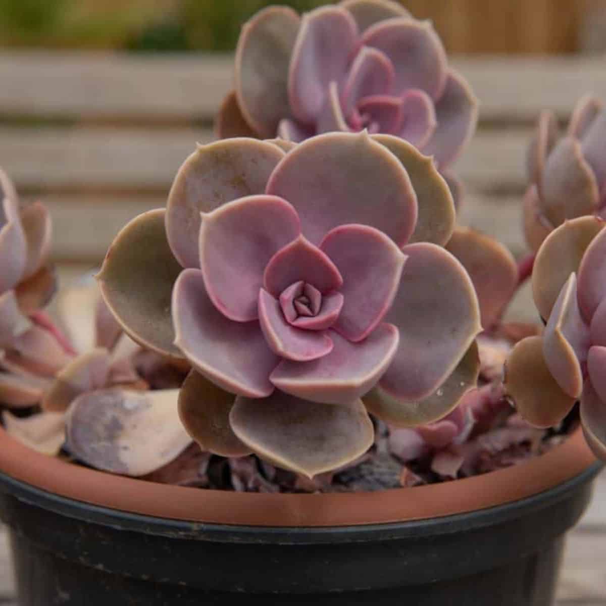 Echeveria perle von nurnburg close.-up.