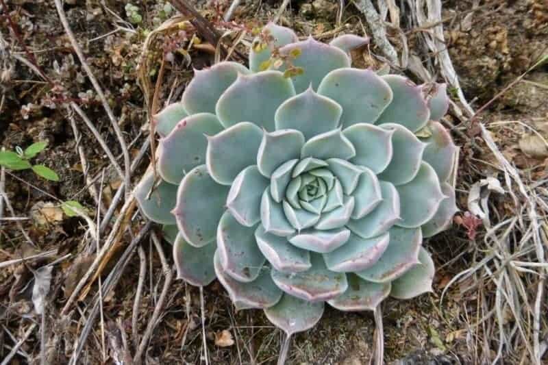 Echeveria elegans close-up.