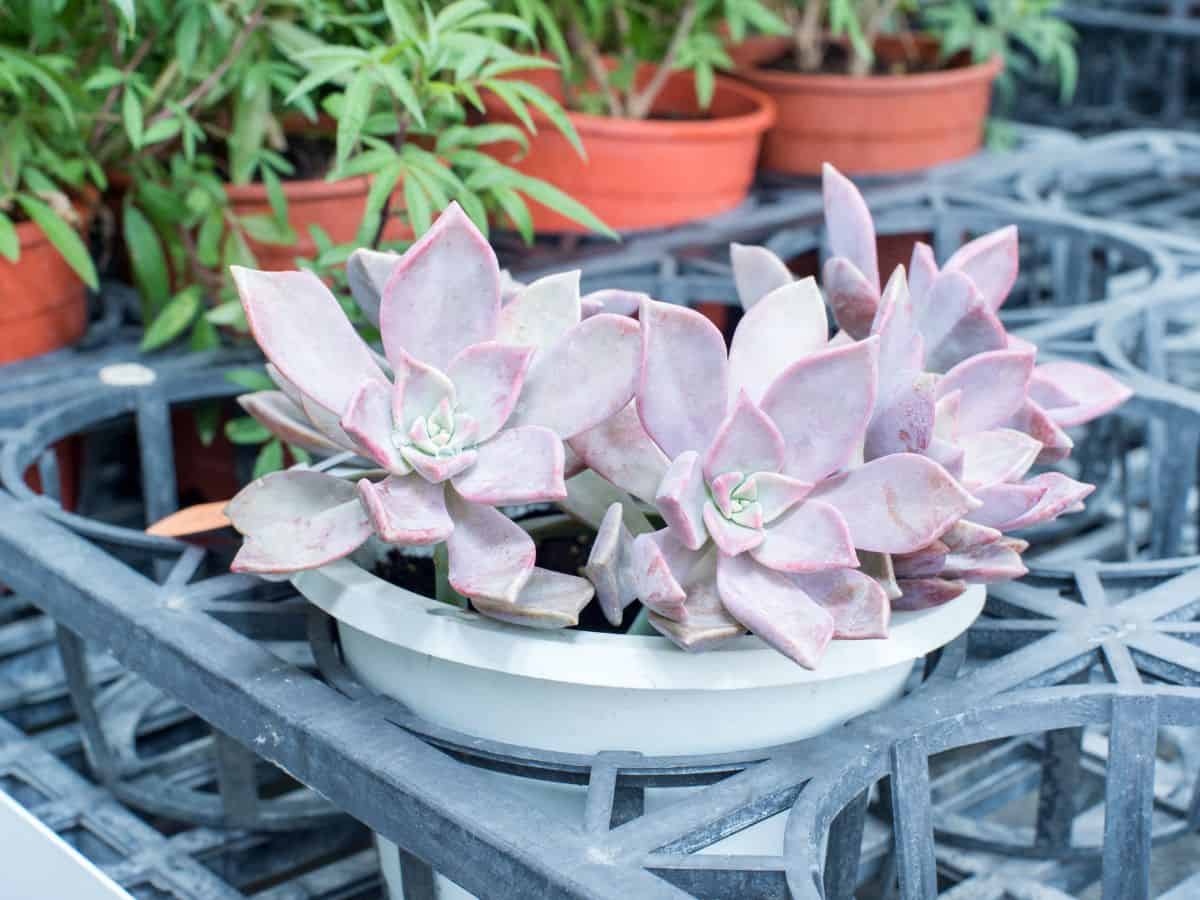 Echeveria perle von nurnburg in a pot.