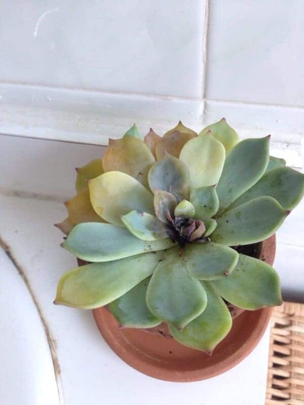Succulent in a pot in the bathroom.