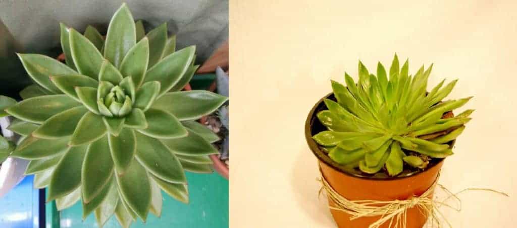 Two images of echeverias.