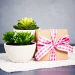 Succulents in a pot with a gift box on a table.
