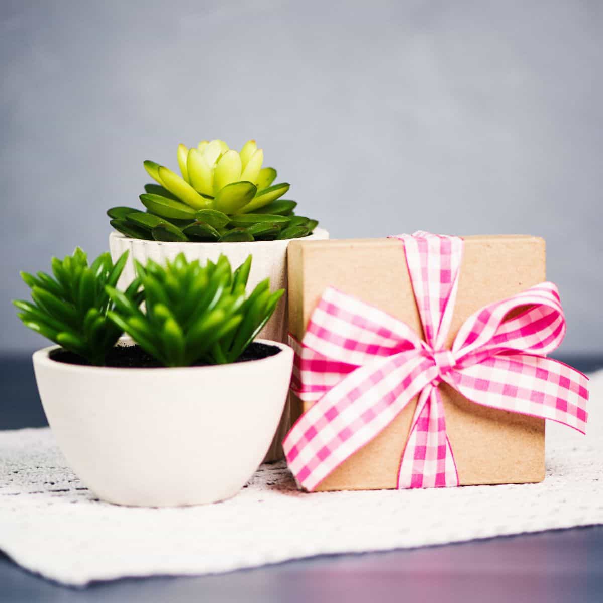 Succulents in a pot with a gift box on a table.