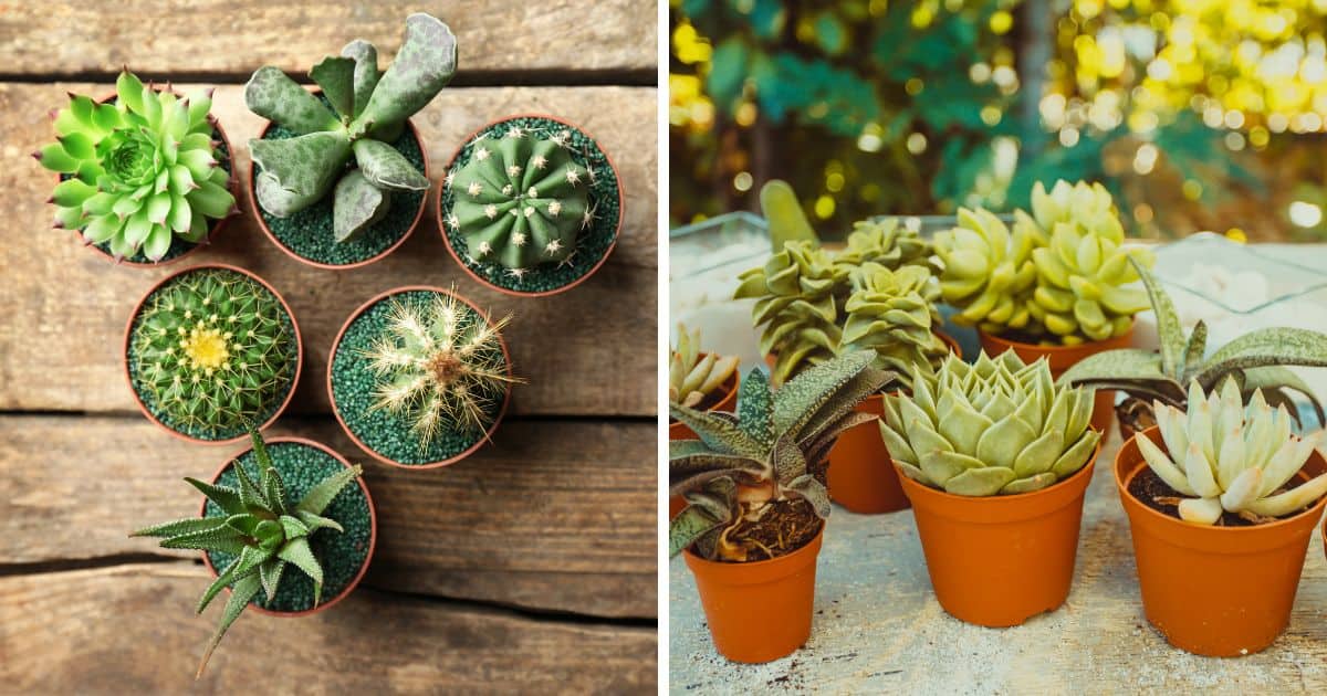 How to Care for Succulents in Pots without Drainage Holes Sublime