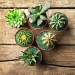 Different varieties of succulents growing in pots on a wooden table.