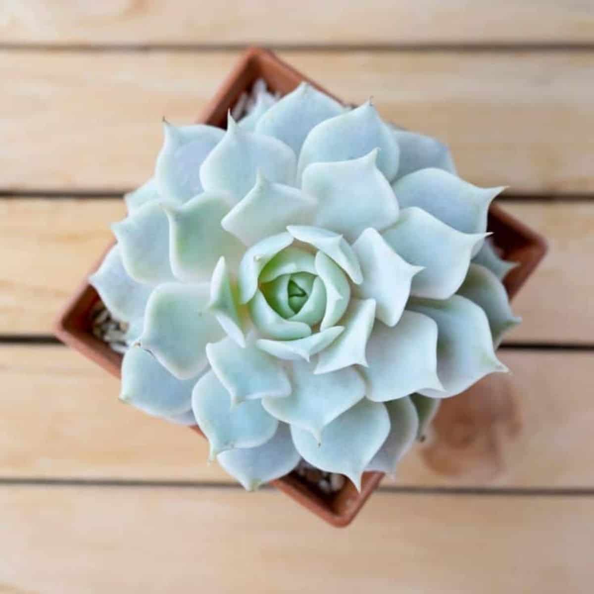 4 inch plant pots 4 inch plant pot – artketty