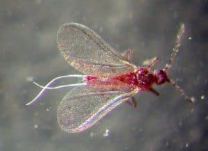 treat mealybugs
