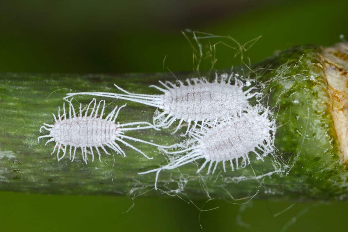 Mealybugs close-up.