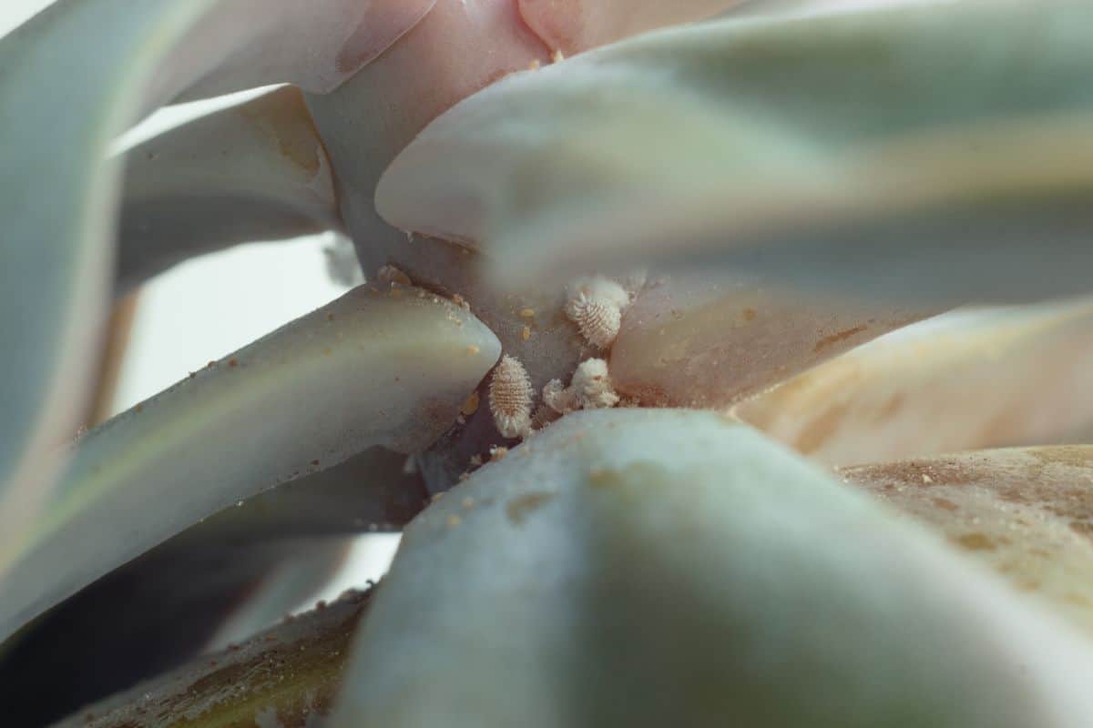 Mealybugs on a echeveria.