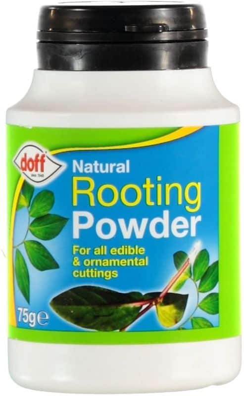 Jar of rooting powder.