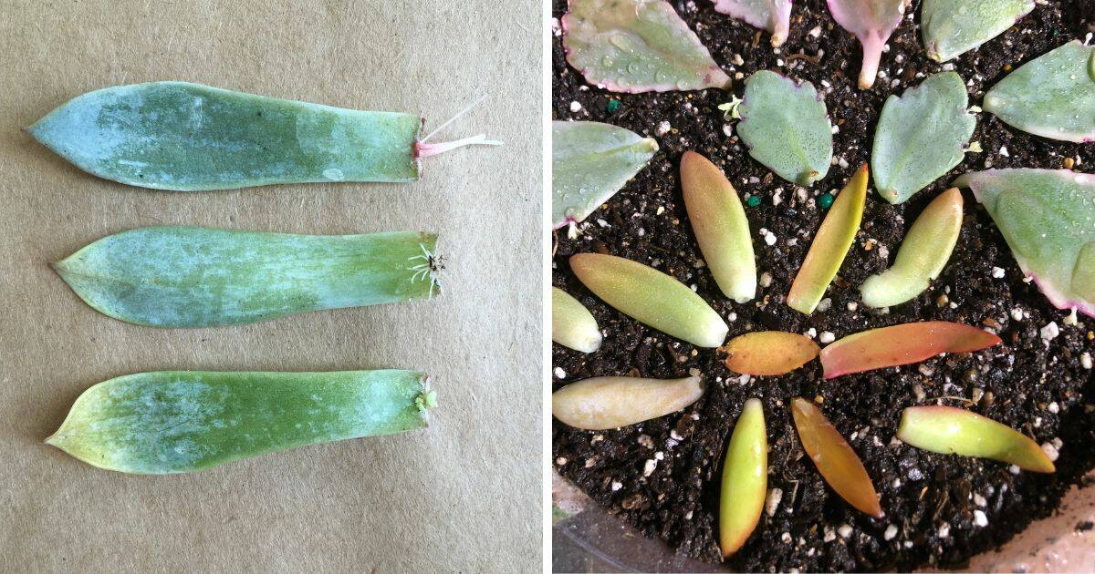Two images of succulent propagation.