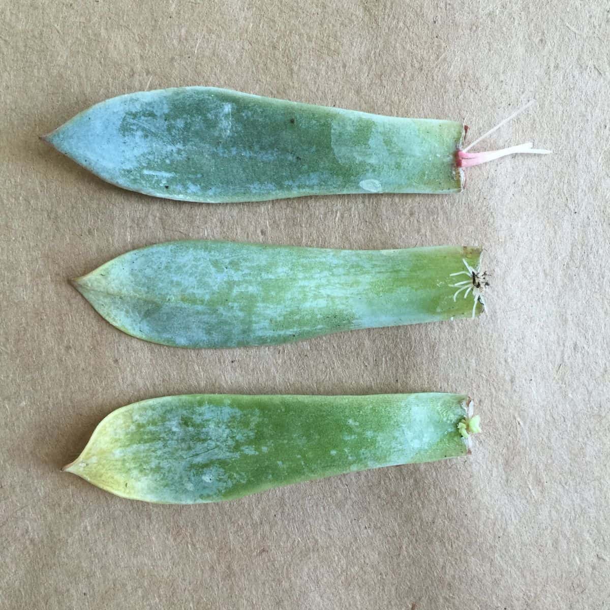 Succulent leaf propagation.,