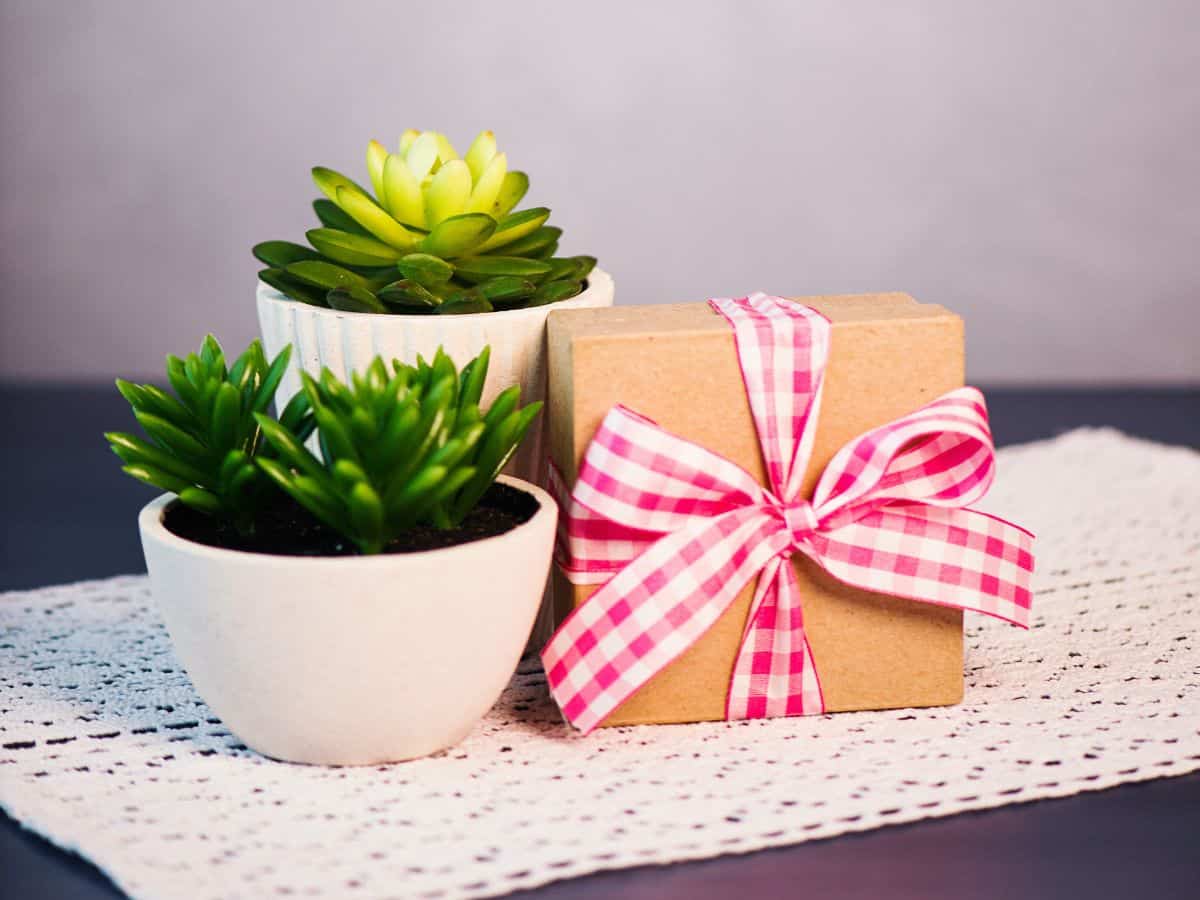 Succulents in a pot with a gift box on a table.