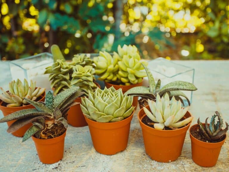 How to Care for Succulents in Pots without Drainage Holes Sublime