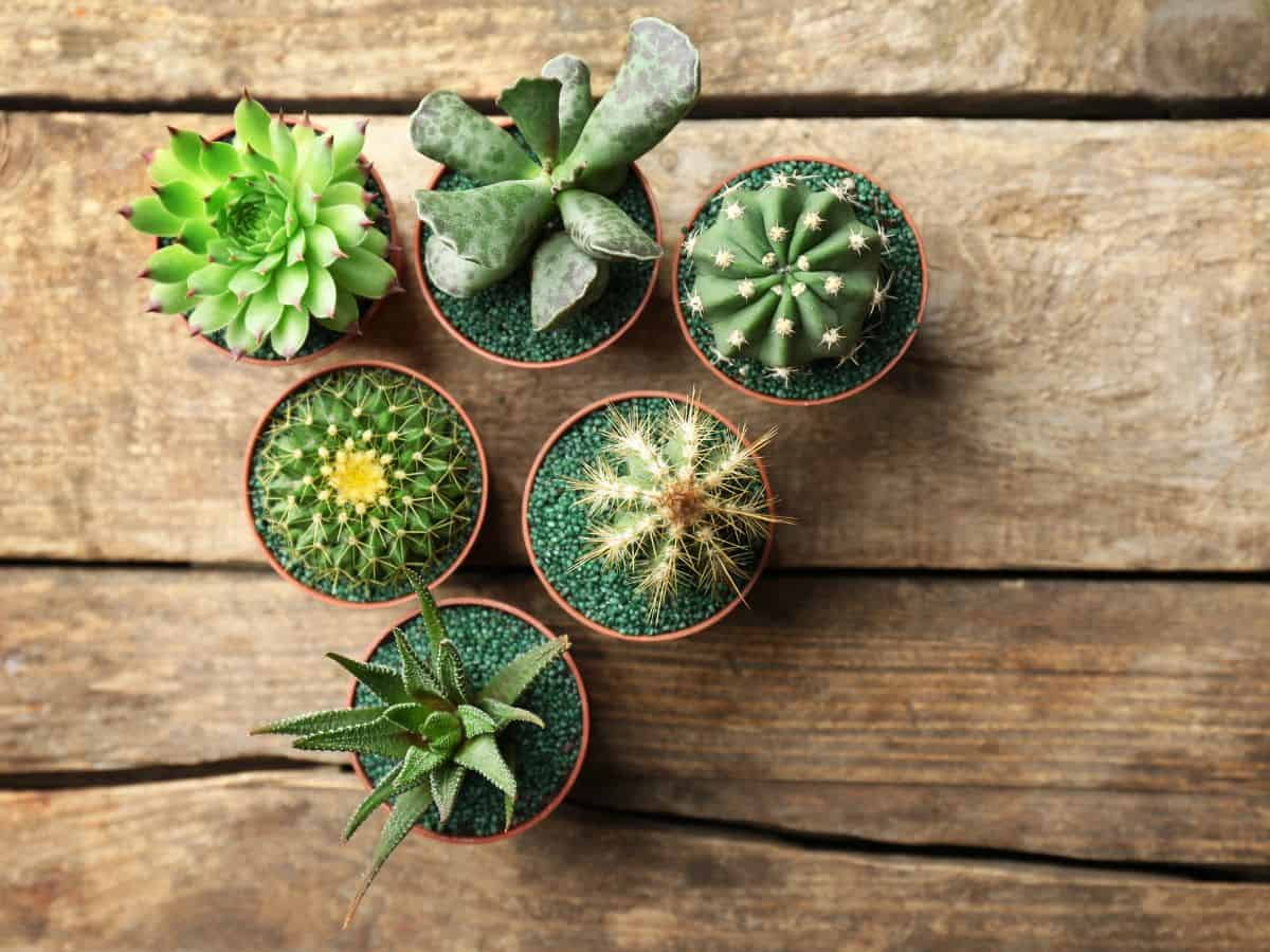 Different varieties of succulents grow in pots on a wooden table.