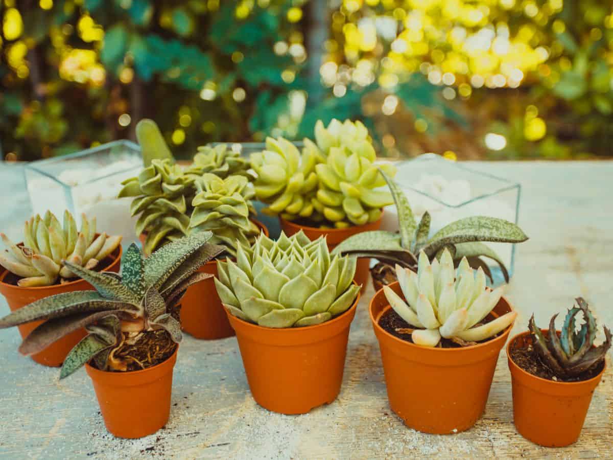 Different varieties of succulents growing in pots.