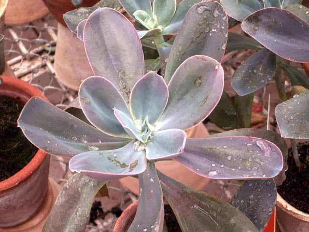 Echeveria gibbiflora close-up.