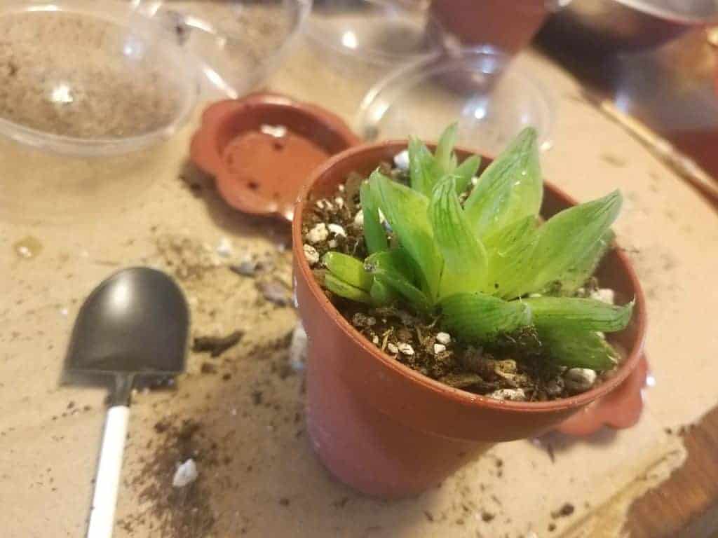 Succulent growing in a pot on the table with garden tools.