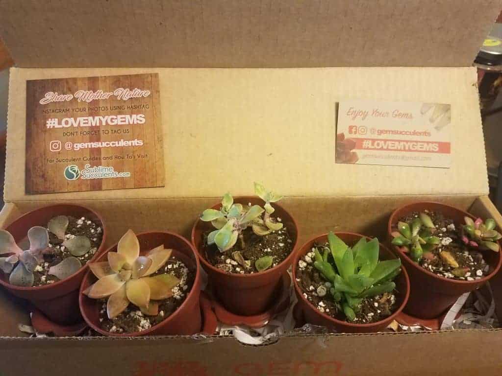 gem succulents subscription box