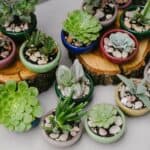 Indoor succulent plants in pots.