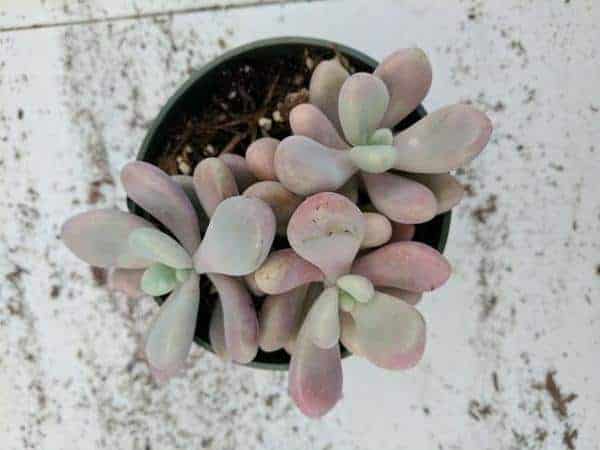 Succulent growing in a pot.