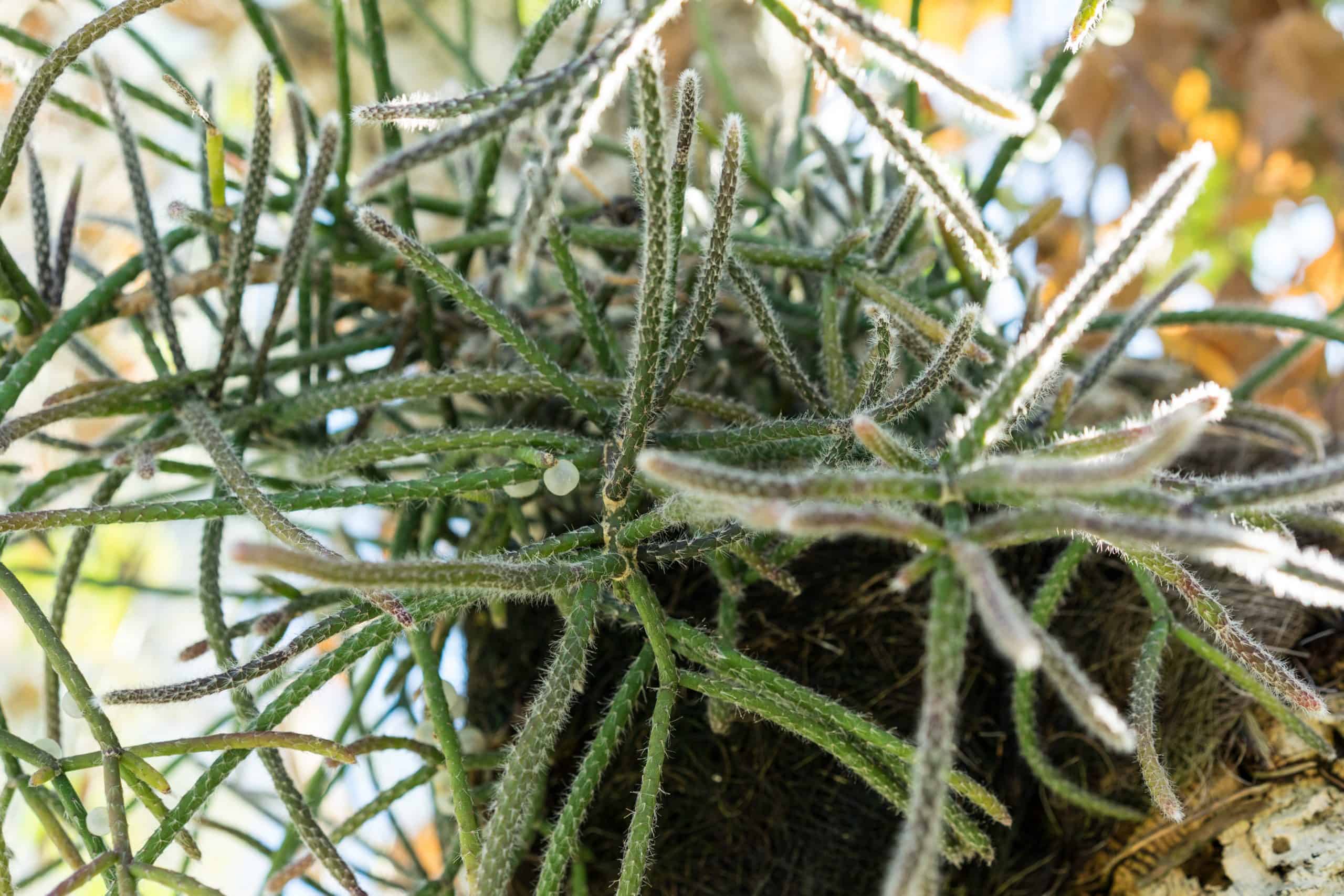 Mistletoe Cactus, Rhipsalis baccifera