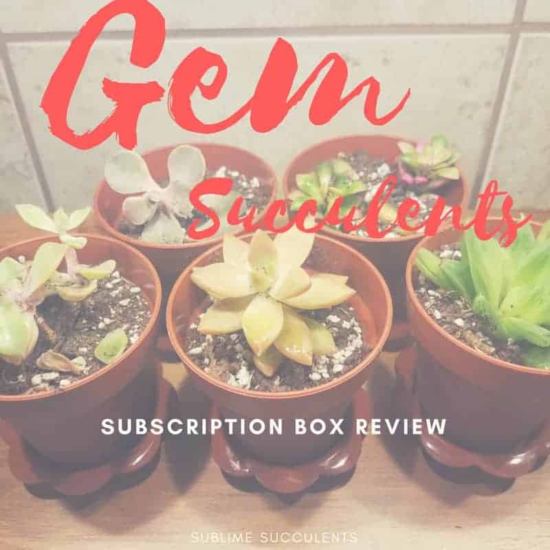 Gem Succulents Subscription Box Review