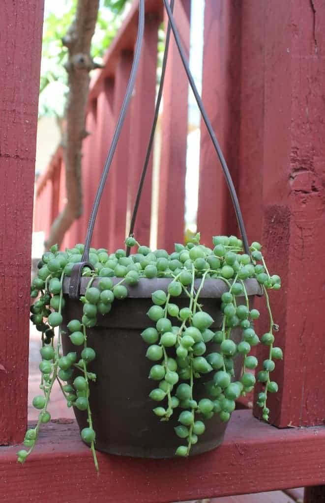 String of pearls in a hanging pot on a wooden porch.
