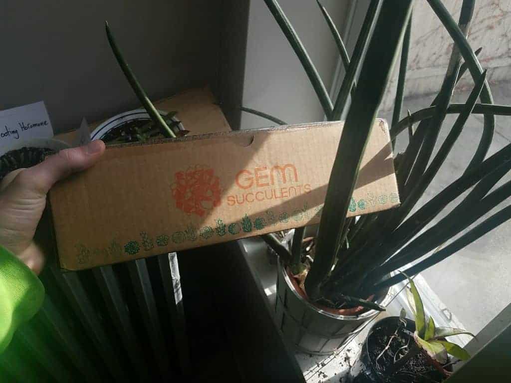 Hand holding gem succulents subscription box
