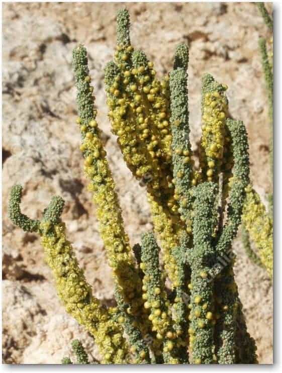 Australian Succulents