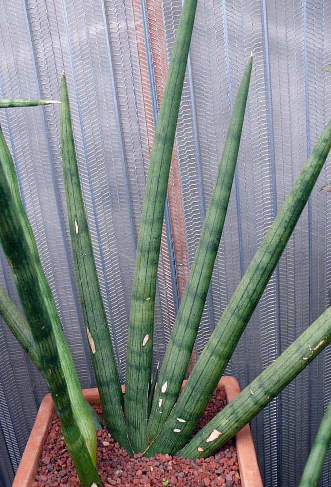 Cylindrical Snake Plant