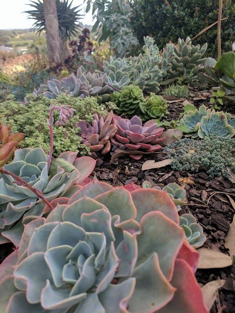 Australian Succulents