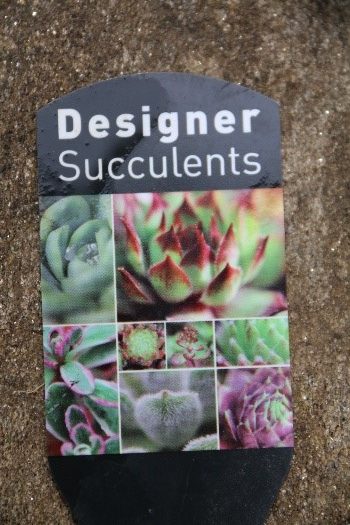 Australian Succulents