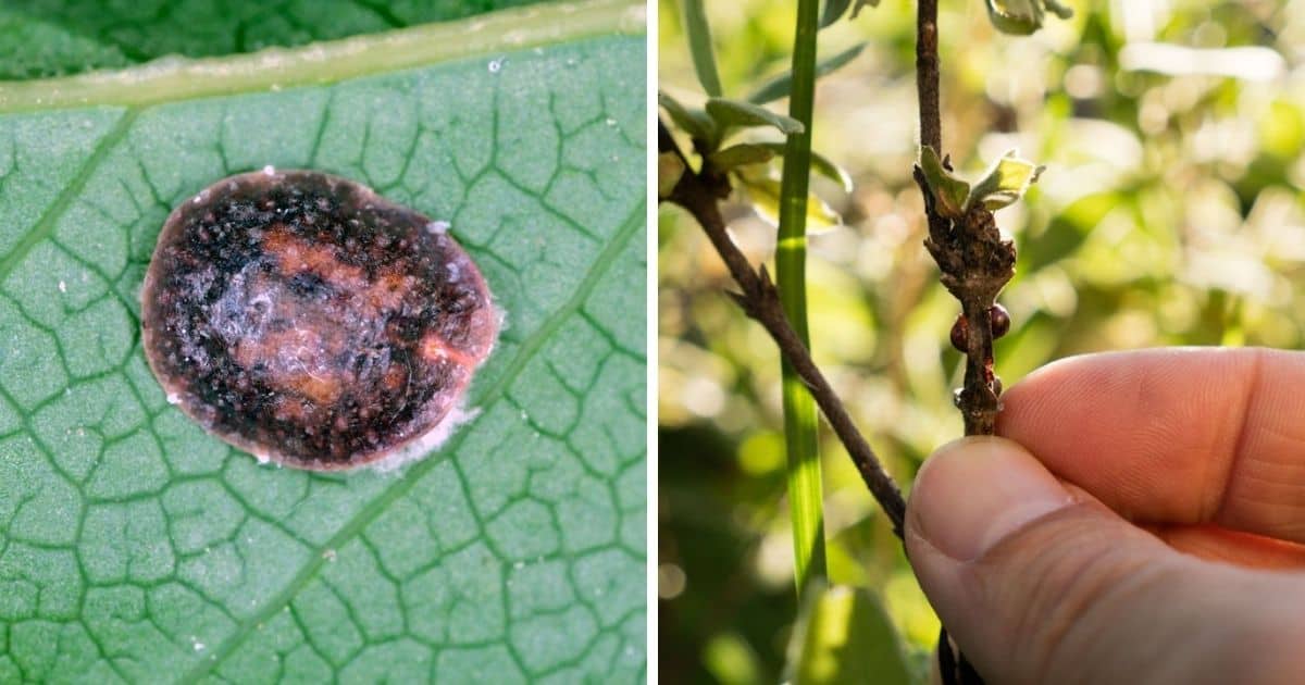 How to Treat Scale on your Succulents and Cacti Sublime Succulents