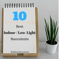10 best indoor lowlight succulents
