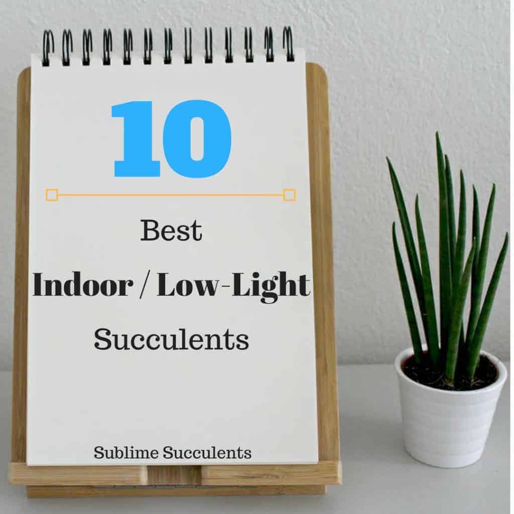 10 Best Indoor Low Light Succulents Sublime Succulents