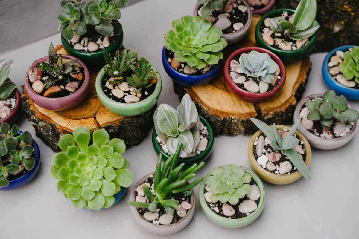 Indoor succulent plants in  pots.
