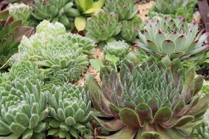 Different types of succulents close-up.