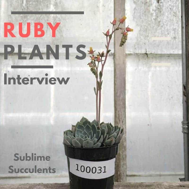 Ruby Plants (Formerly Plant for Thought) Nursery – Interview