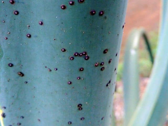 treat scale on succulents